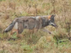 Menno 01 Wolf